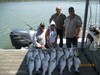 (05/11/2018) - Nice Striped Bass